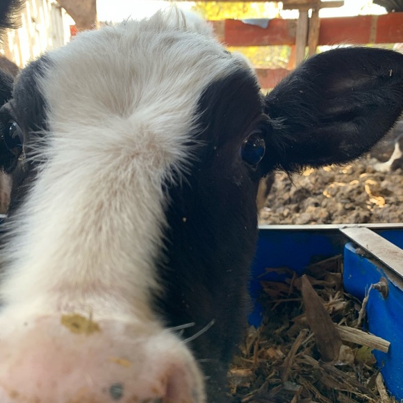 Meet your Posher, Angelica - Picture 1 of 1